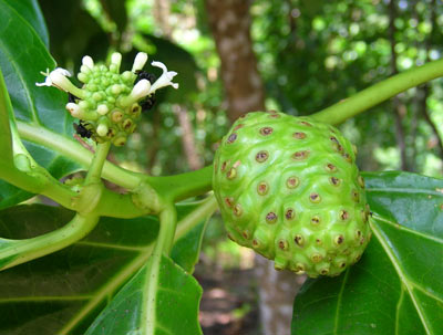 Khasiat Tanaman  Herbal Indonesia Part III Seledri  