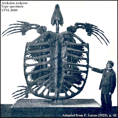 Archelon Ischyros