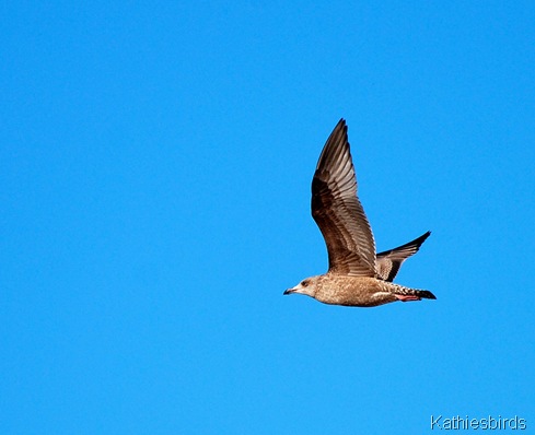 7. gull-kab