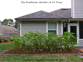 My Sunflower Garden at 59 Days ~ JaguarJulie