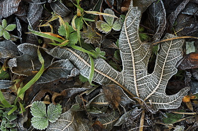 Closeup photo of a frosted fig tree leave in autumn