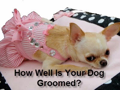 How To Groom a Dog - How Well Is Your Dog Groomed?