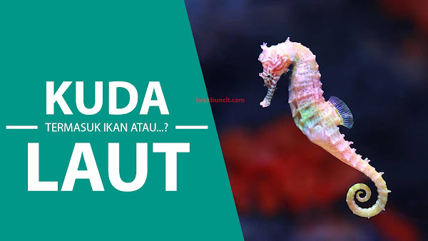 Kuda Laut Itu Termasuk Ikan atau Kuda Darat yang Bisa Berenang? Mana yang BENAR?