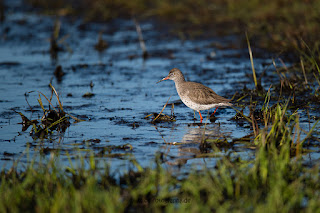 Wildlifefotografie Rotschenkel Ochsenmoor Olaf Kerber