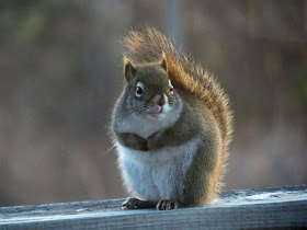 red squirrel