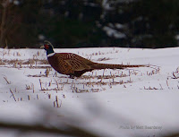 Ring-necked pheasant male, New Glasgow, PEI - by Matt Beardsley, Jan. 2017