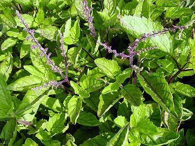 Basil herbs