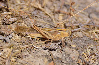 langosta-migratoria-locusta-migratoria-