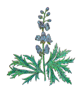 A vintage color drawing of Wolfsbane.  Green long leaves with what look like serated edges and blue flowers along the stem.  