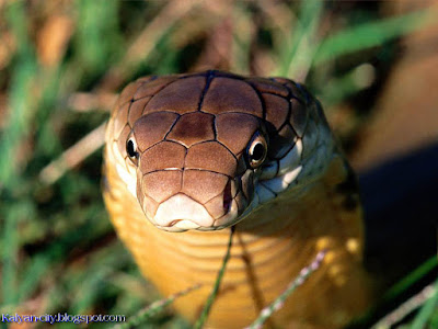 Giant King Cobra