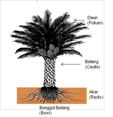 Aspek Botani Dan Morfologi Kelapa Sawit Budidaya Kelapa 