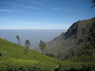 View overlooking tea estate fields in the Niligris Hills. Due to the land form in the area spectactual cloud banks form