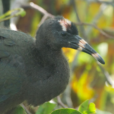 Glossy Ibis (Plegadis falcinellus)