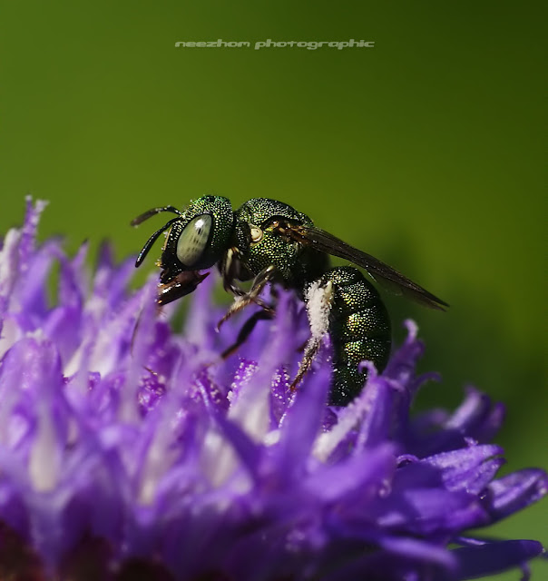 A golden Wasp suck honey on a purple flower