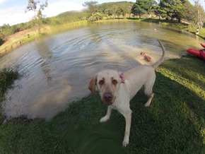 Pets 11 (6_1) (5)