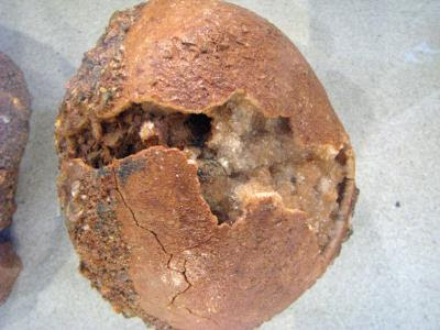 Fossil Dinosaur eggs