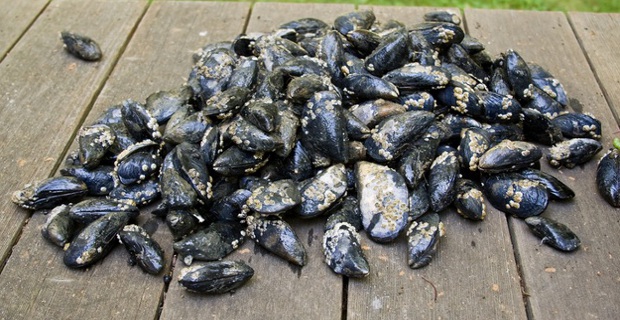 Cozze refrigerate, allarme Escherichia Coli oltre i limiti: ritiro in Italia