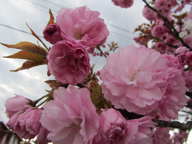 Fiori Prunus serrulata 'Kanzan'