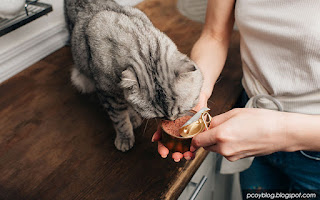 cara kasih makan kucing