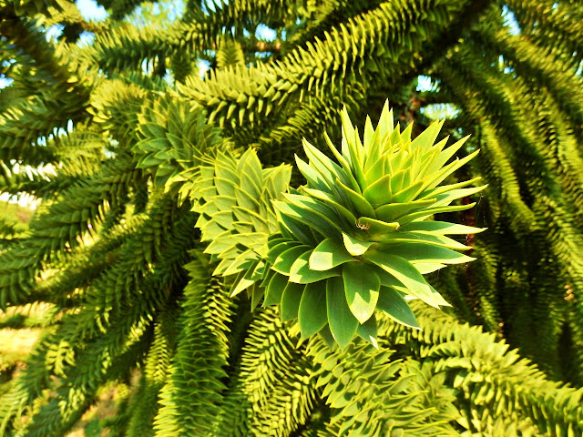 leaves of araucaria araucana - monkey puzzle tree