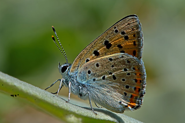 Lycaena alciphron the Purple-shot Copper butterfly