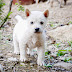 Dan Rants: Hey Korea!, stop naming Dogs after Food!