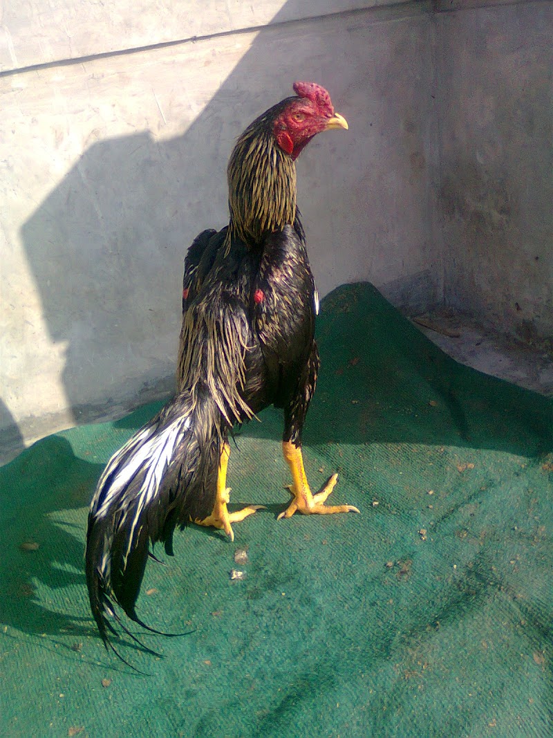 24+ Baru Ayam Bangkol