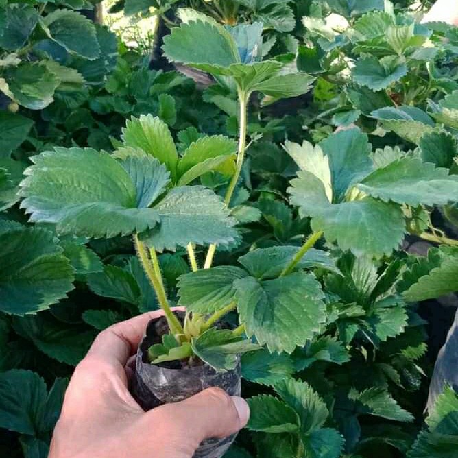 jual bibit strawberry california dataran rendah mudah penanaman Sumatra Utara