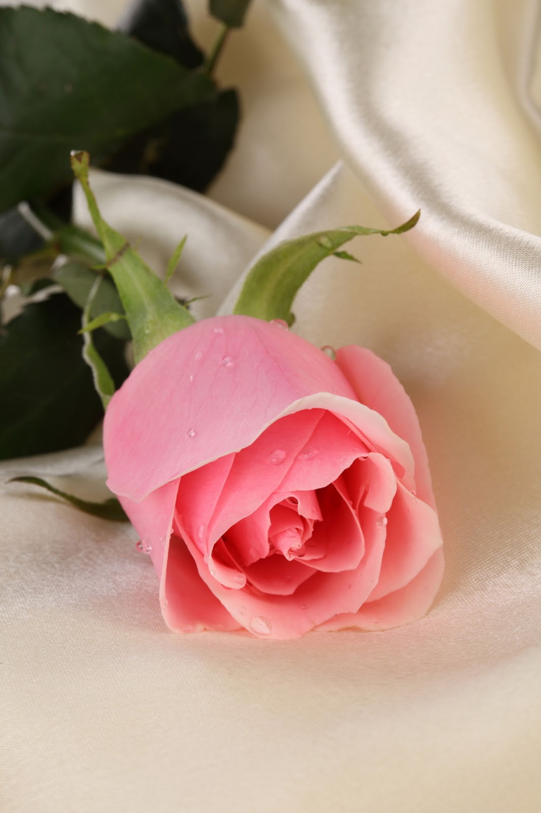  Gambar  Bunga  Mawar  yang Cantik Cantik