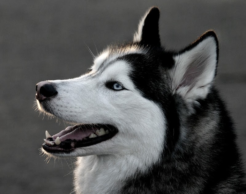 Sfaturi Machiaj Si Moda Avatare Poze Cu Caini Husky