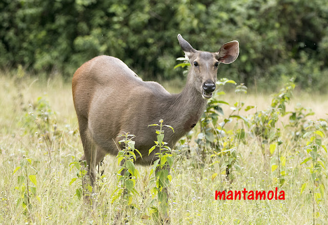 Sambar deer