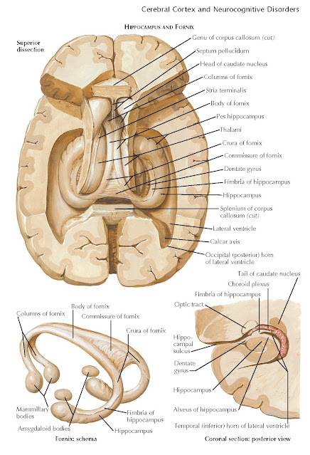 FORNIX