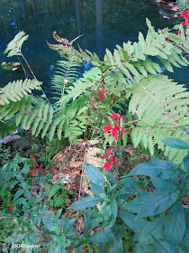 cardinal flower and ferns, Mount Cuba Center