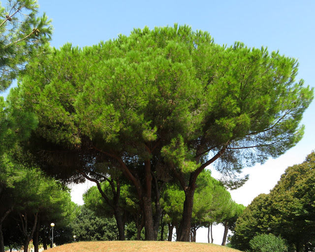 Pine trees, Fortezza Nuova, Livorno