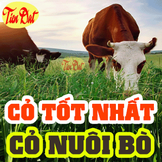 Các giống cỏ nuôi bò năng suất cao cần thiết cho một trang trại