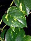 money plant Epipremnum aureum