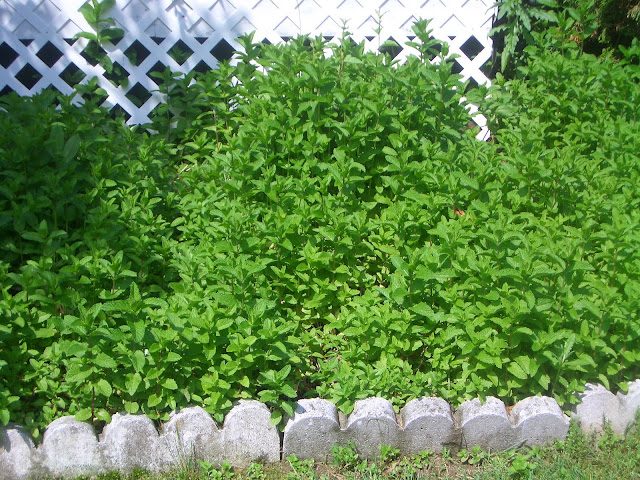 fresh mint plants growing in the yard