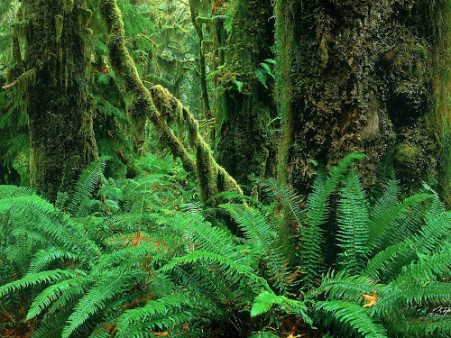 Gambar pemandangan indah di hutan yang alami dan sejuk