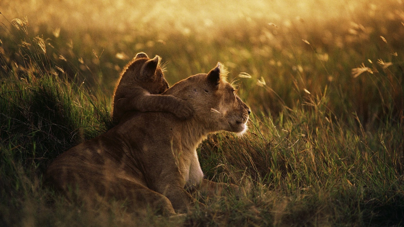  Baby  Lion  Hugs Mother Lion  HD Wallpaper  HD Nature Wallpapers 