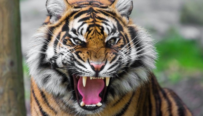 Gambar Harimau Garang Terbaru