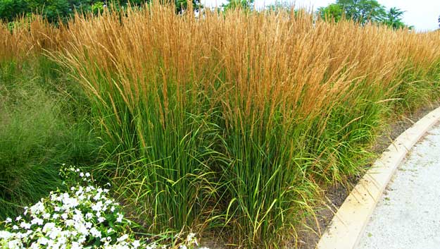 grasses can also be important for your landscape. Ornamental grasses ...