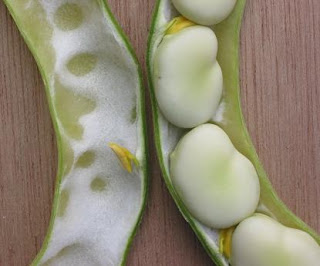 broad bean