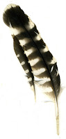 owl and sandpiper feathers