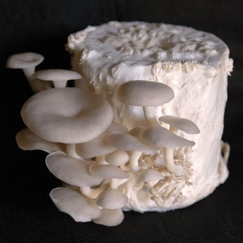 Buy White Oyster Mushroom Growing Kit