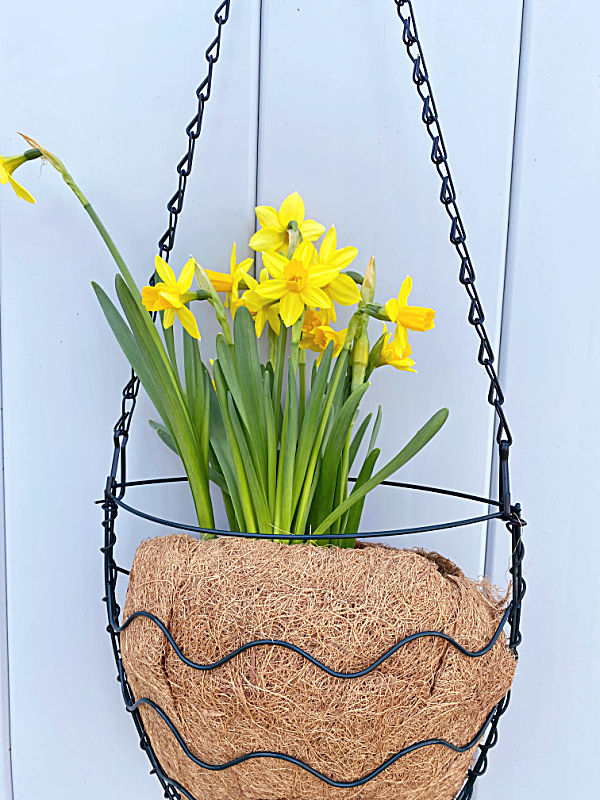 planter with daffodils