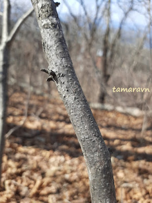 Лещина разнолистная / Орешник разнолистный (Corylus heterophylla)