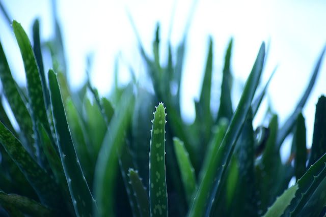 Aloe Vera o sábila