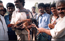 "Knife" being removed from a cockbird after the fight(Bangalore 24-6-2001)