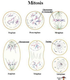 mitosis