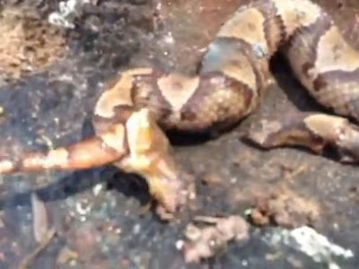 Una serpiente sin cabeza sobrevive y se muerde a sí misma